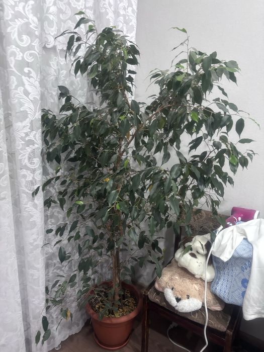 Продам цветы комнатные