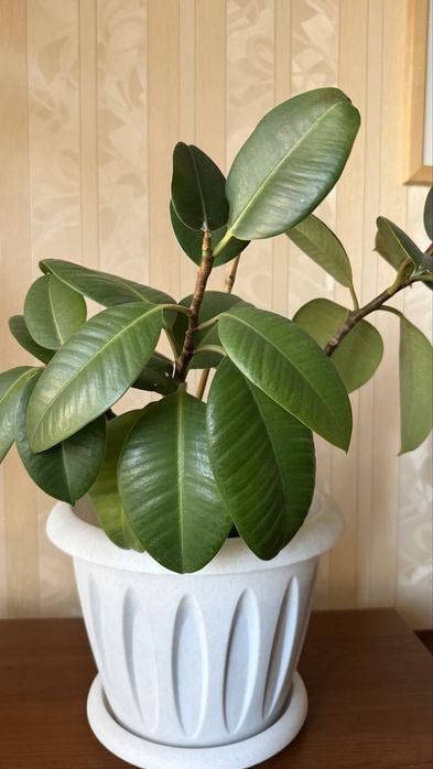 продам домашние цветы