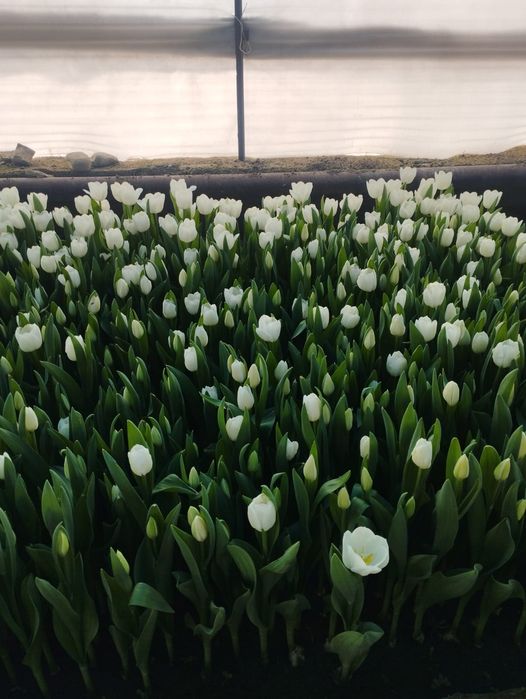 Продаю тюльпаны оптом и в розницу.