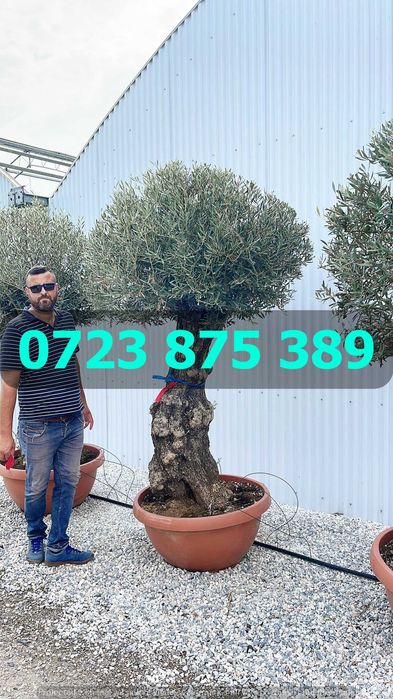 Plante de Elită pentru Grădină – Servicii de Livrare Profesionale