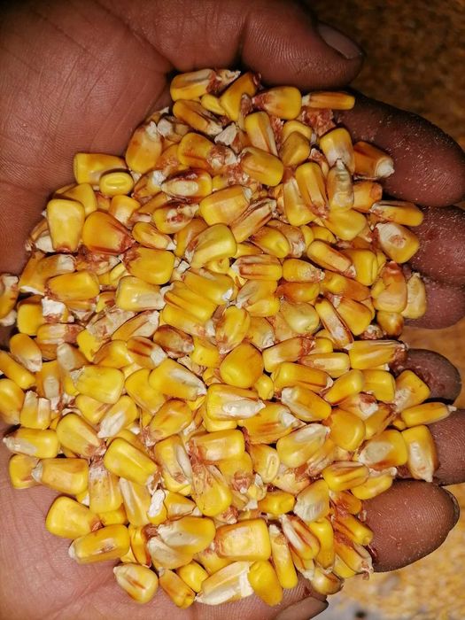 Transpot gratuit porumb cu 1.20 kg va servim la domiciliu