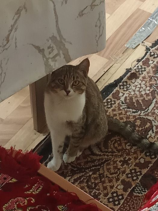 Отдадим котят в добрые руки