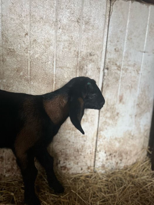 Vând doi țapi anglo nubieni de 3 saptamani