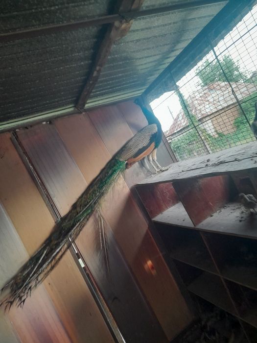 Vând păun comun matur