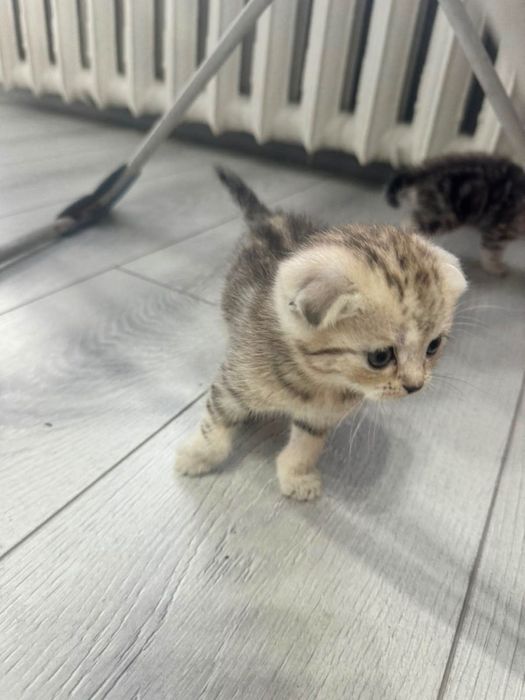 Продам котят мраморных