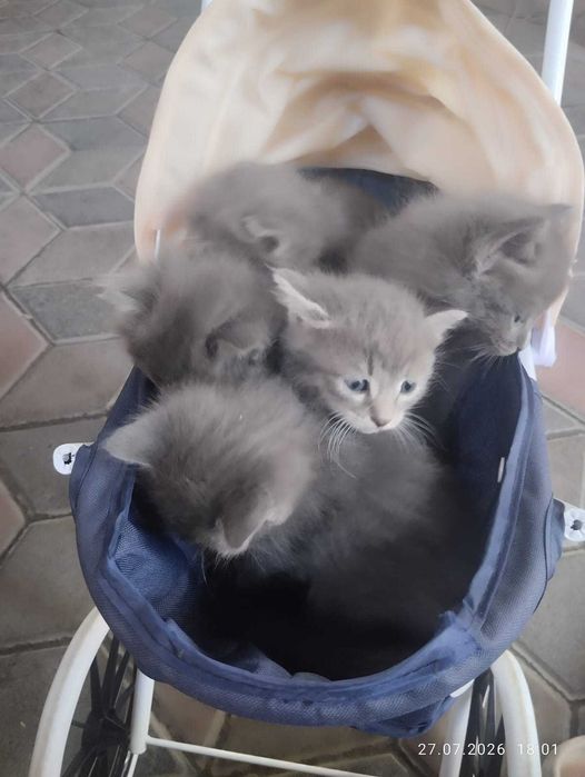 Котята .                               .