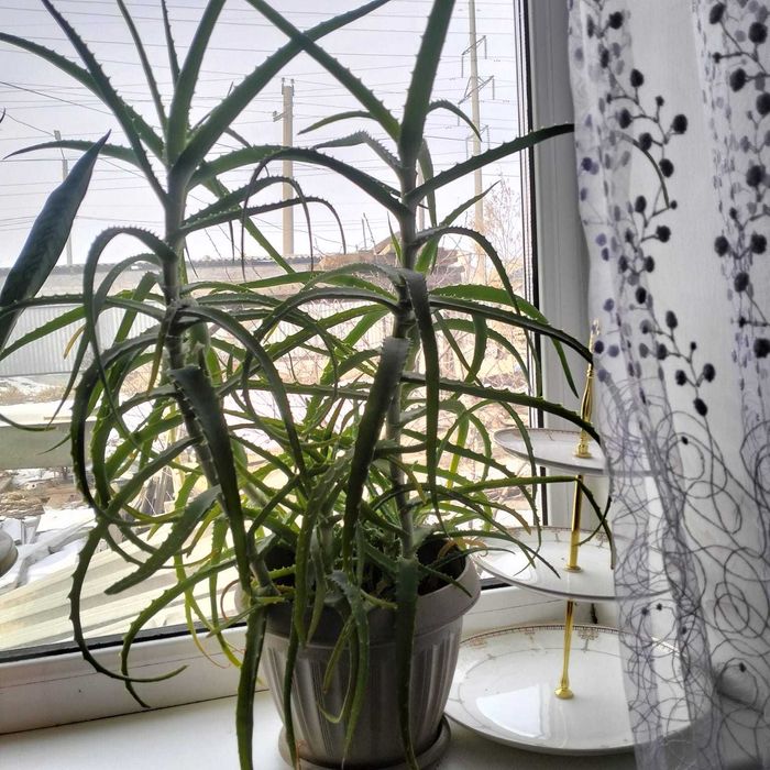 Продам алое (кудрявый)