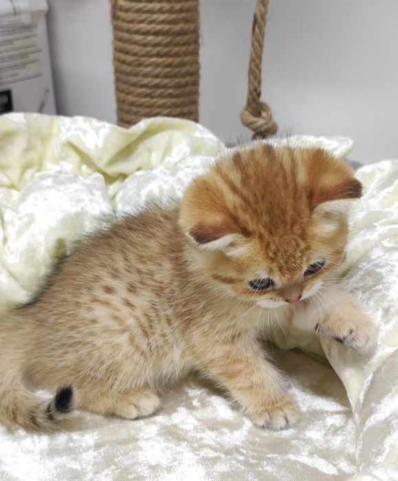 Британские  девули.пареньки.