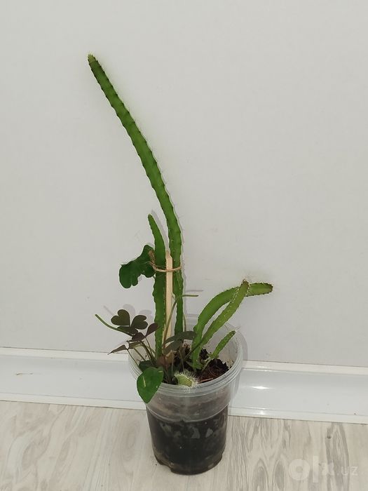 Pitaxayya dragn frukt koʻchati