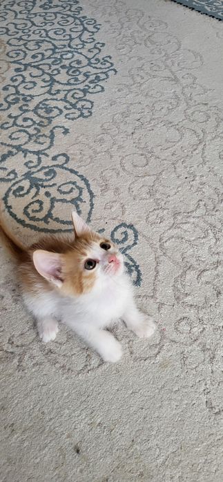 КОТЁНОК (девочка; үргашы) БЕСПЛАТНО
