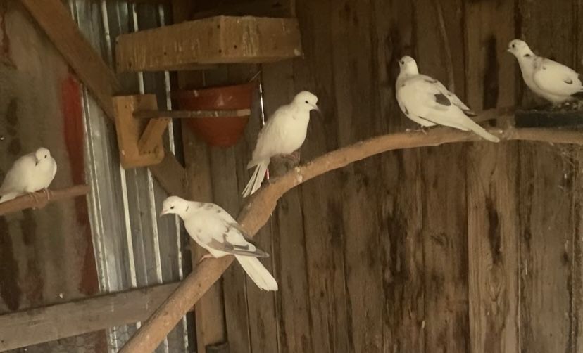 Turturele razatoare.