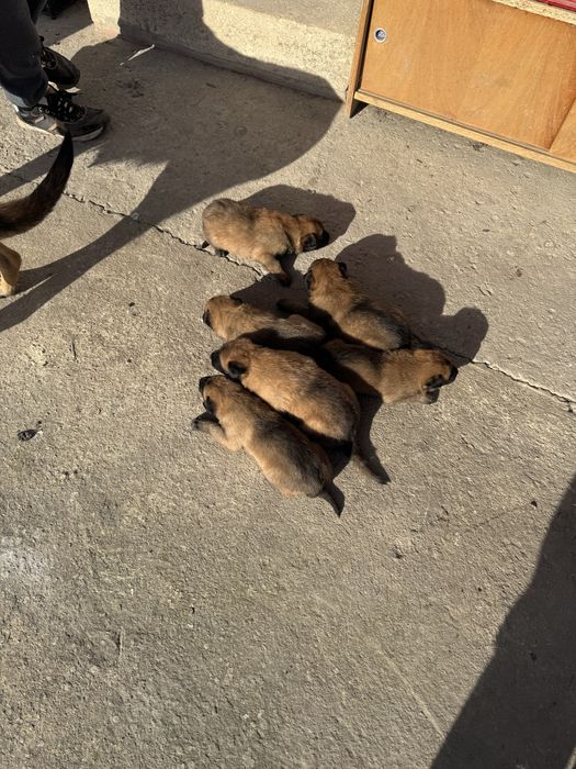 Белгийски овчарки малиноа малки