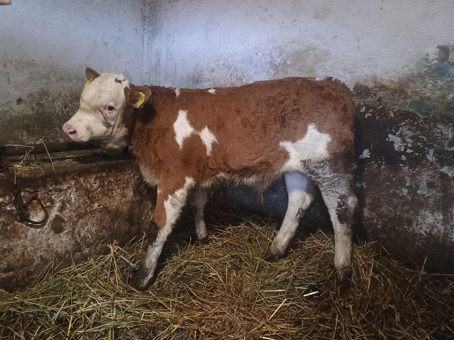 Vând un tăuraș baltat și o vitea belgiana