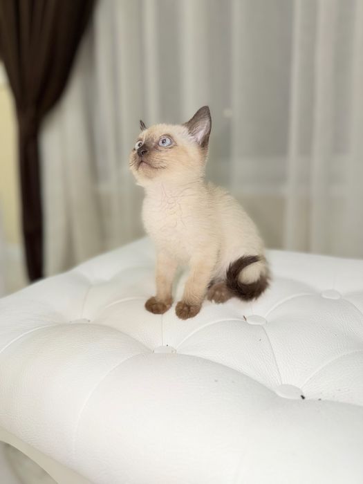 Котенок мальчик
