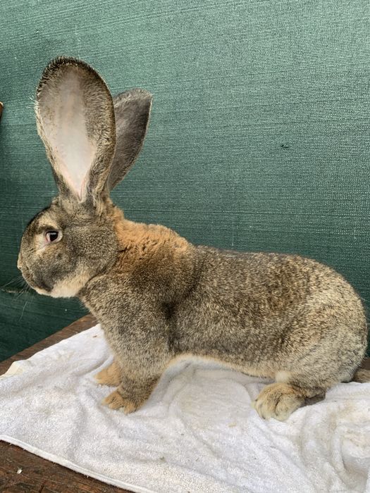 Masculi urias german mai multe culori