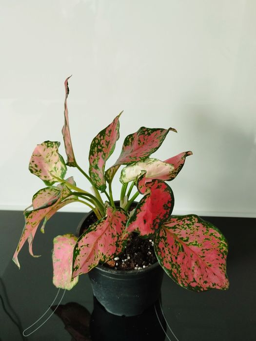 Продам Аглаонемы