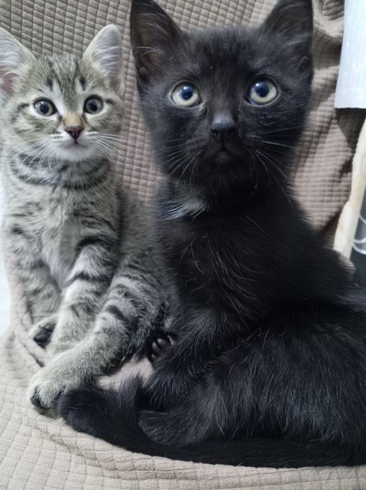 Бесплатно котята