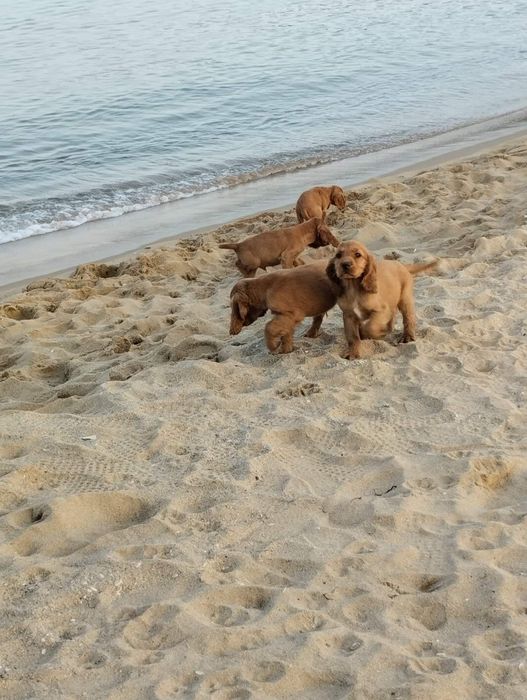 Продажба на Кокер шпаньоли