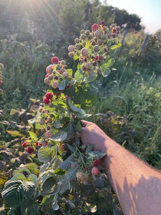 Продам саженцы малины бабье лето