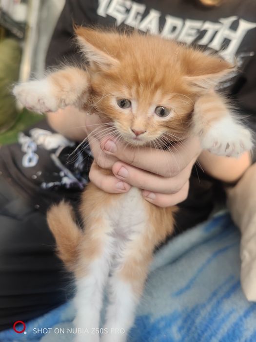 Котята Мейн Куна