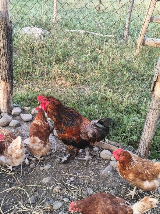 Продам срочно  петуха