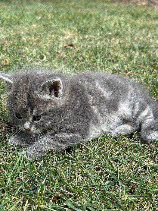 Котята британские