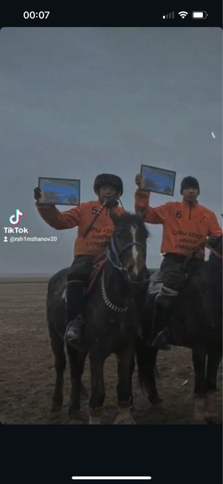 Айғыр сатылады Полукровка Жартықанды