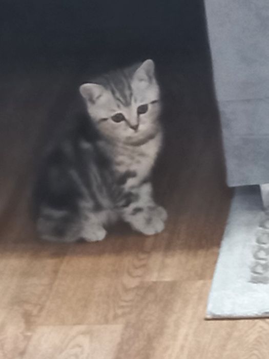 Котёнок британец