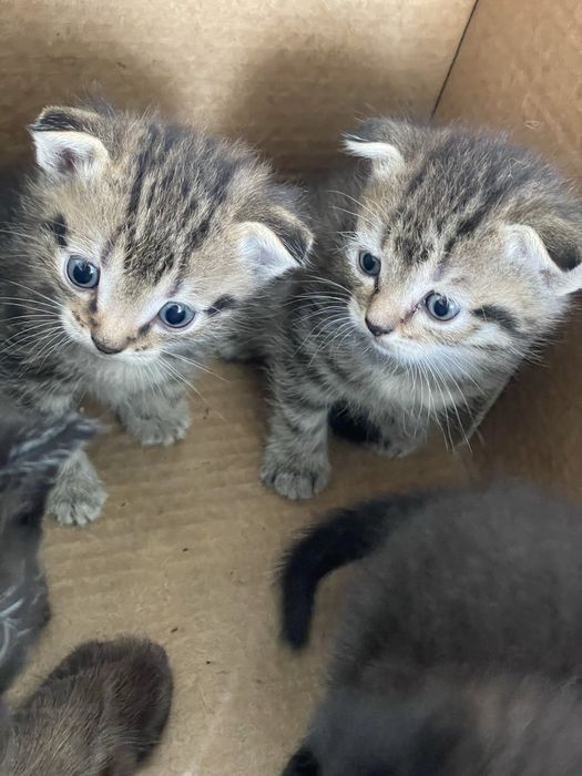 Отдам котят в добрые руки!
