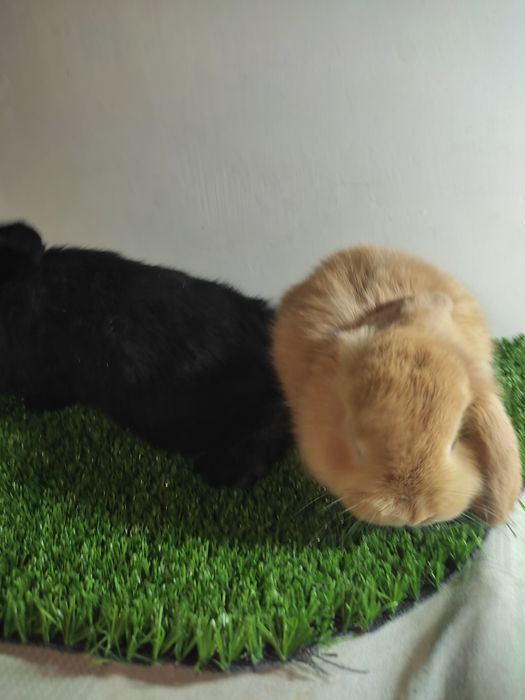 Quyon karlik baran bolalari