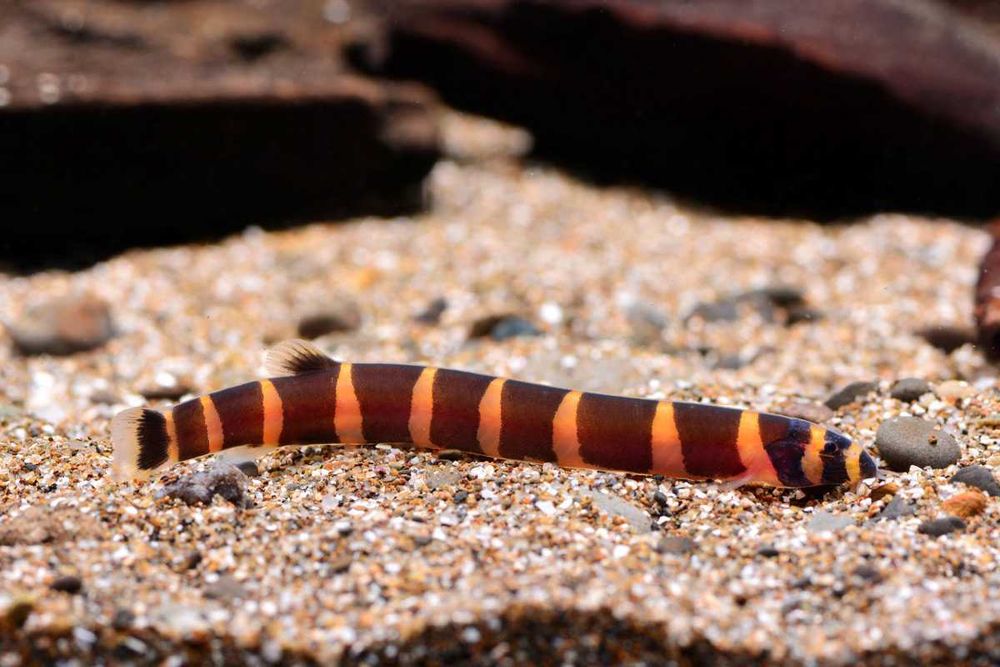 Аквариумная рыбка "Акантофтальмус"