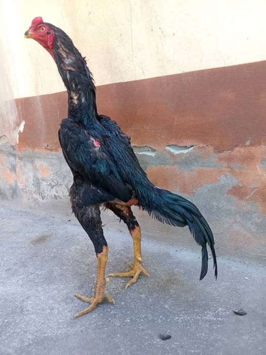 Тоза Шамо ва Карес хурозларни тухуми сотилади.