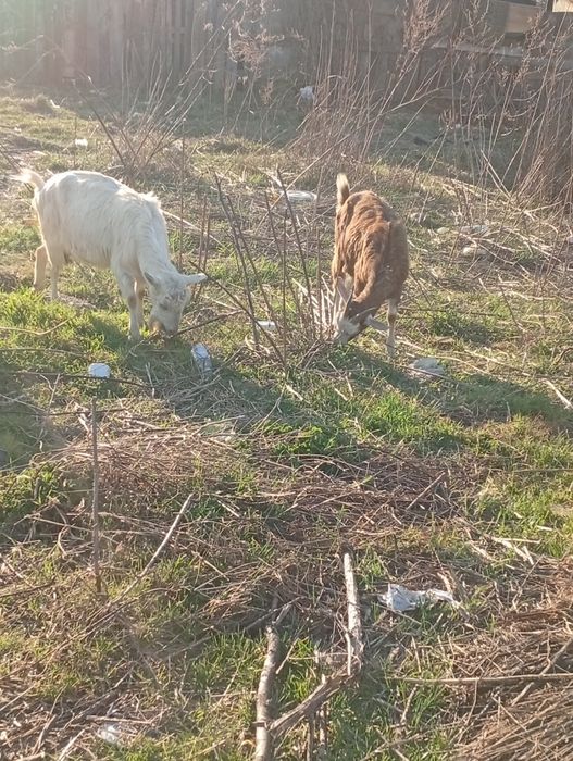 Vând 5 capre și patru iezi