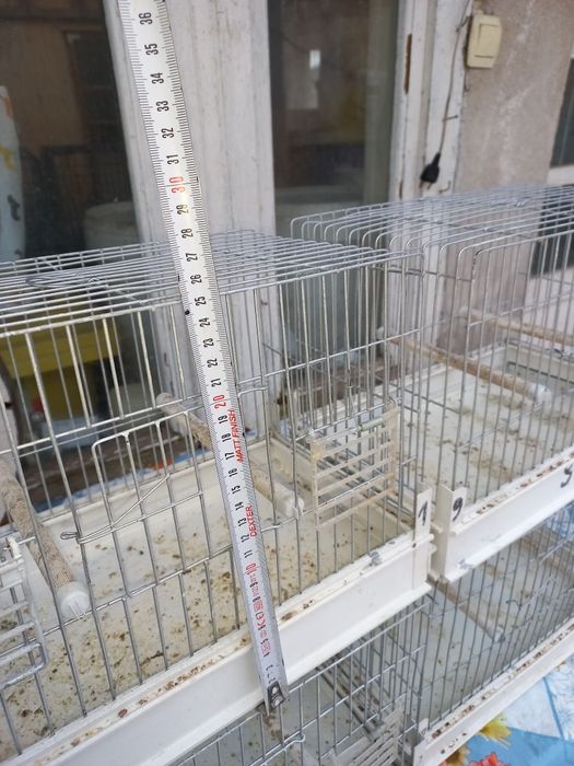 Colivii de cântec se vinde la set