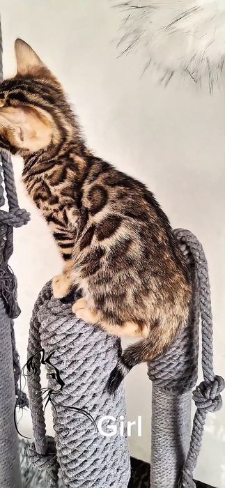 Котята породы Бенгал
