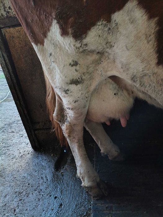 Vaca Baltata Romaneasca