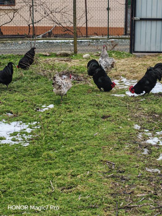 Pui de Gaina Austrolop