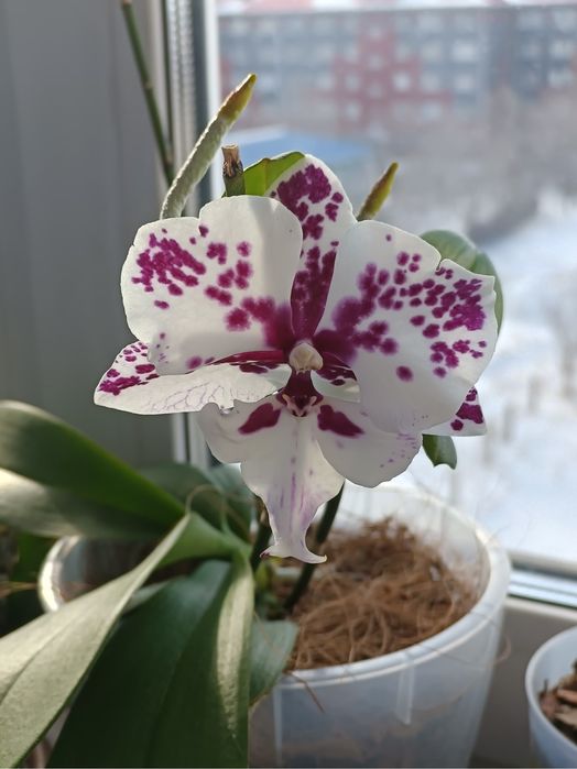 Продам орхидеи фаленопсис