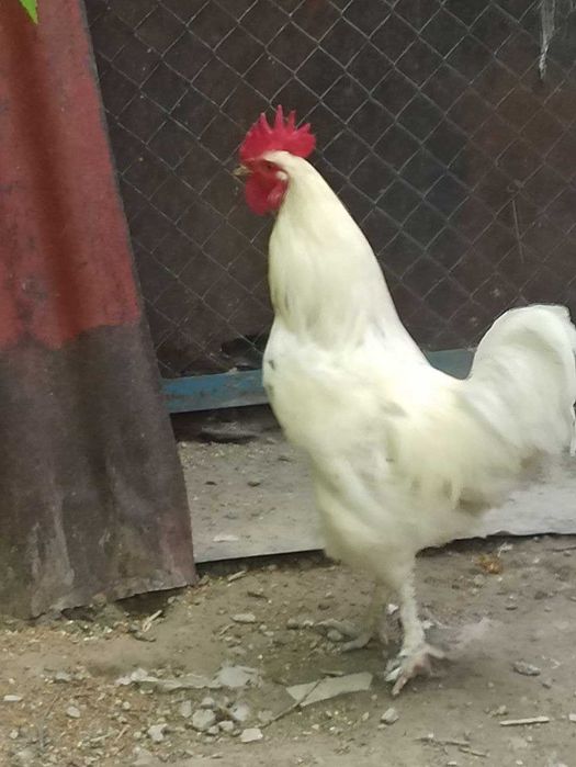 Петух белый, 2 года, домашнее содержание