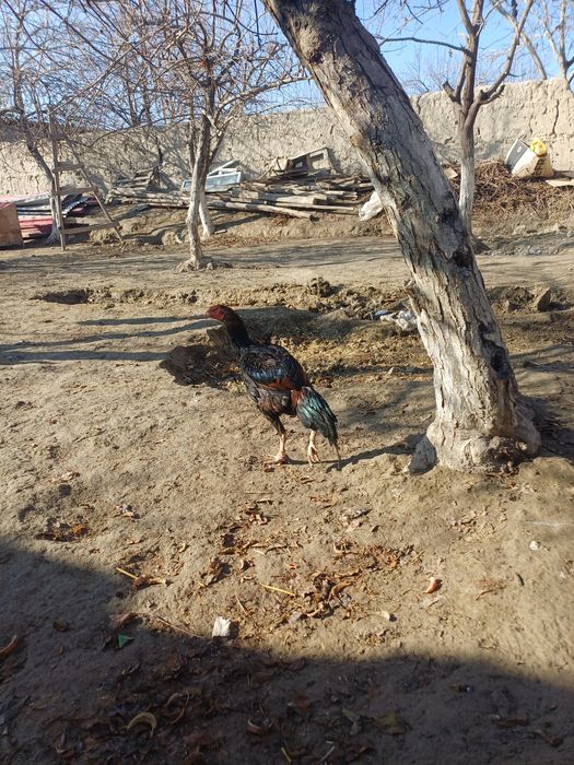 Салом хуроз сотилади нархи келишилади