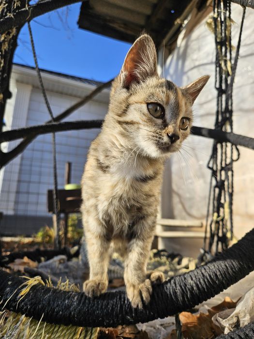 Котенок в добрые руки