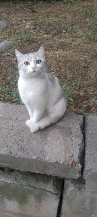 Отдам кошку в добрые руки