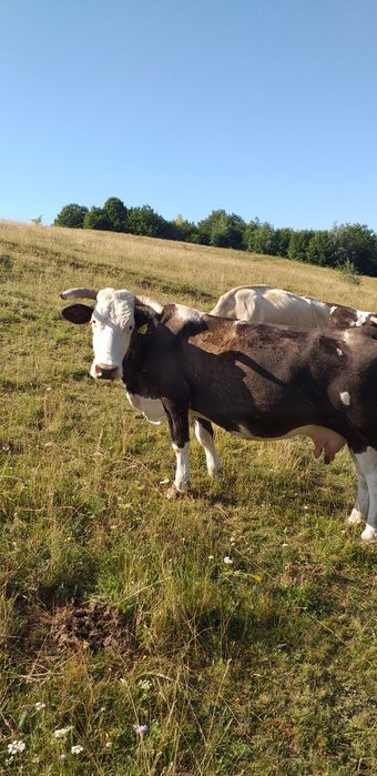 Vaca de vanzare.