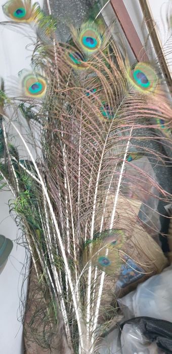 Живые Перья павлина декор