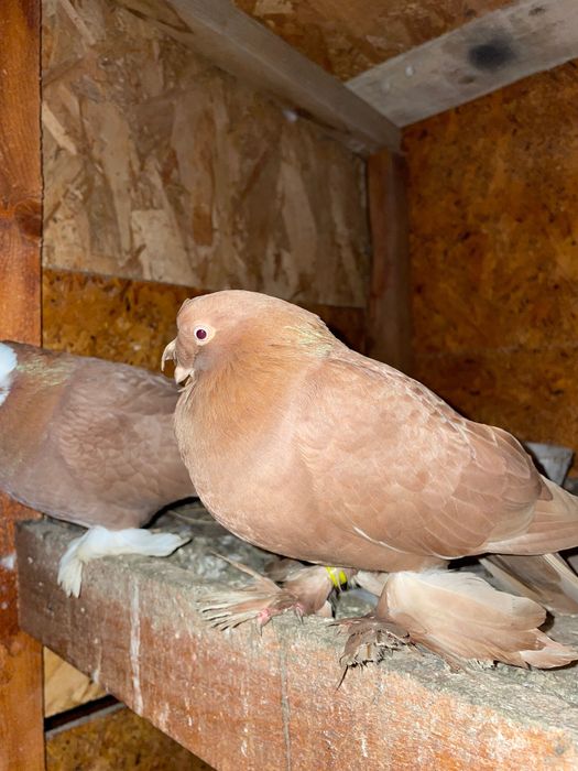 Porumbei Jucatori de Botosani si Voltati indieni