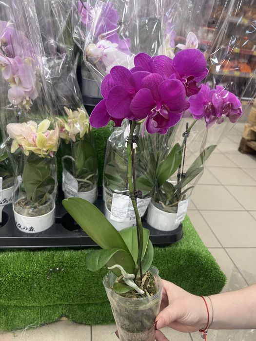 Орхидея фаленопсис цветы