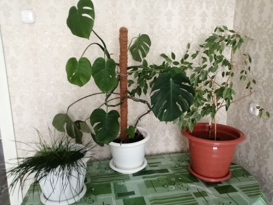 Продаются домашние цветы