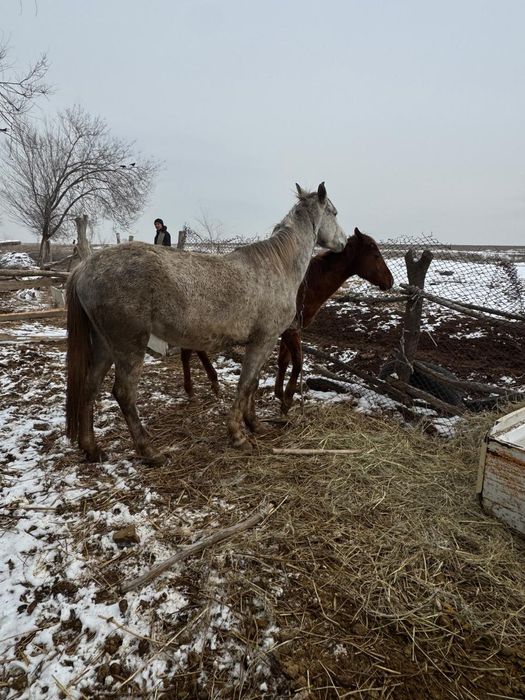 Бие кобыла байтал