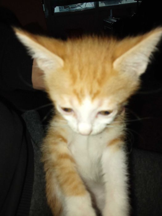 Котенца от Каварна тирсят дом