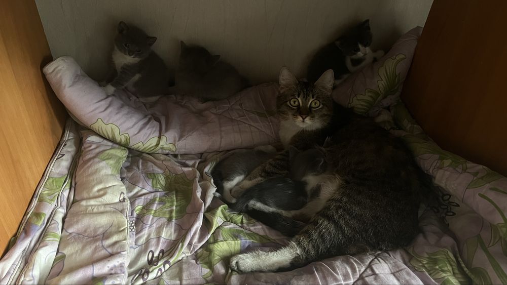 Котята в добрые руки